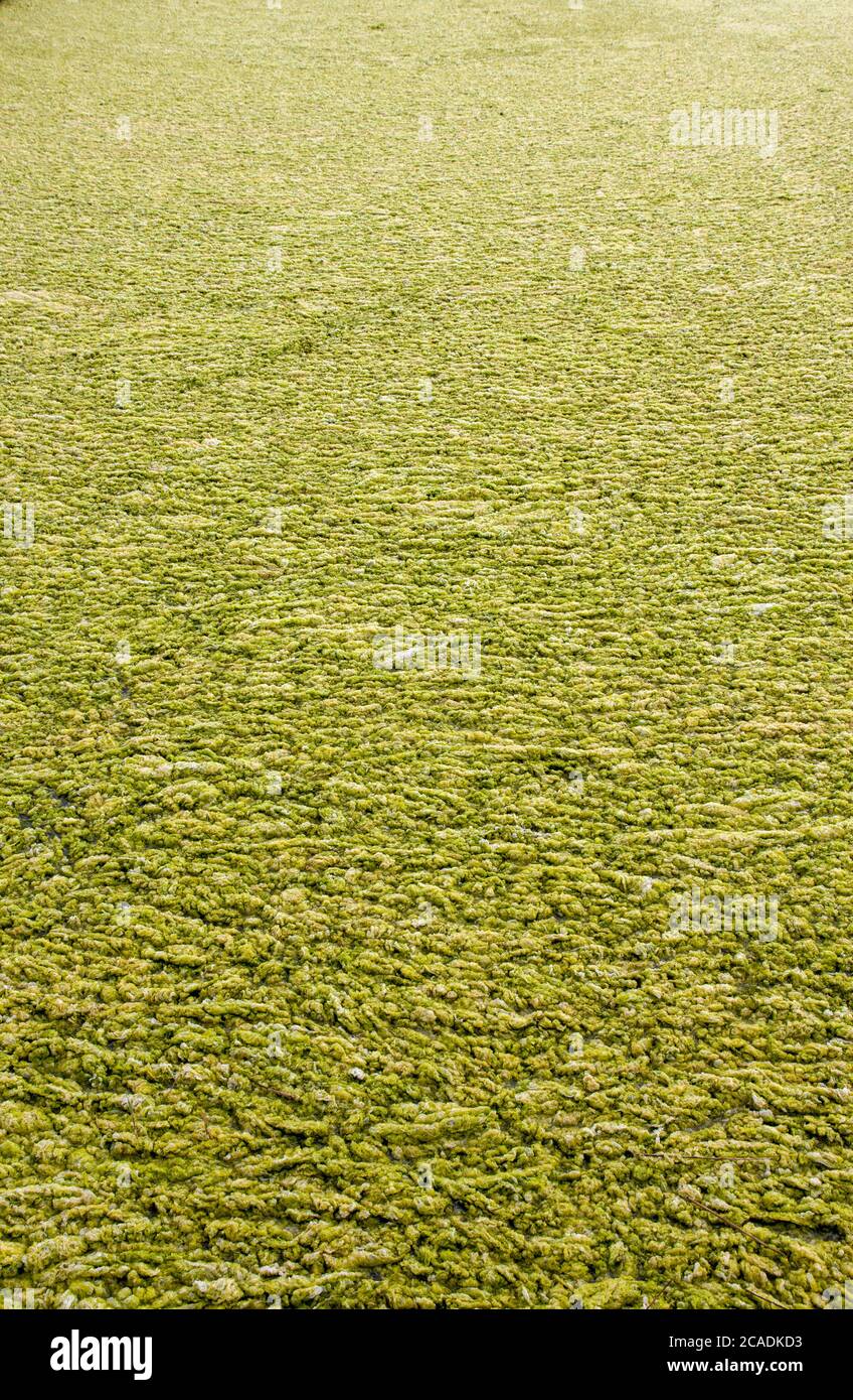 Algenblüte Dingle Suffolk Stockfoto