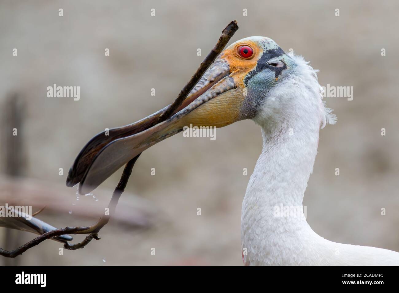 Roseatspoonbill baut ein Nest. Stockfoto