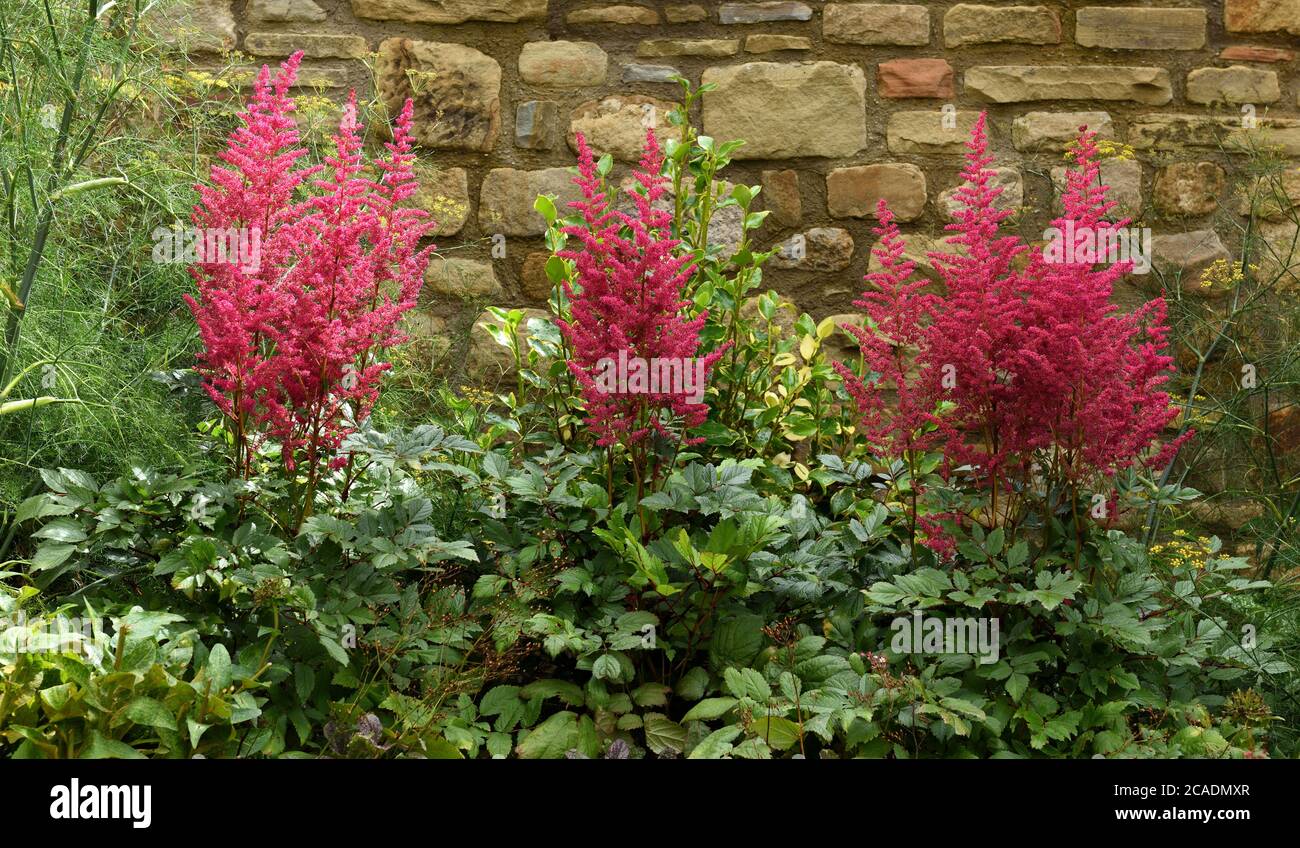 Ein Trio von roten Astilbe Pflanzen in Blüte. Stockfoto