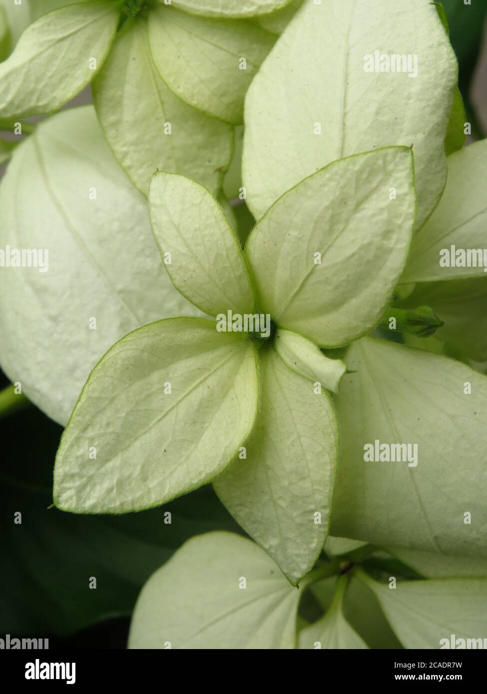 Nahaufnahme der schönen mussaenda erythrophylla Blumen blüht im Garten Stockfoto
