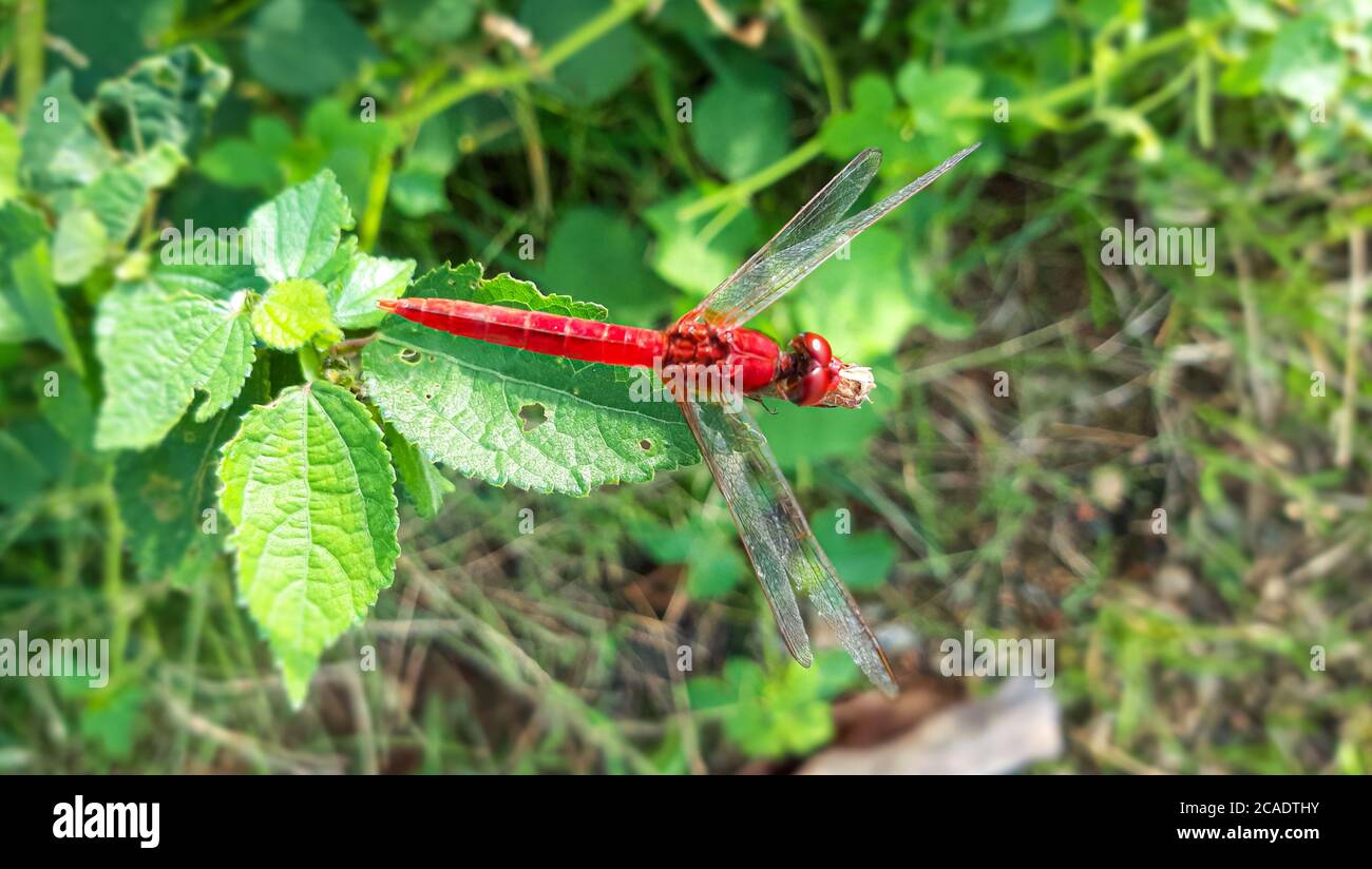 Schöne rote Libelle auf grünem Blatt Stockfoto