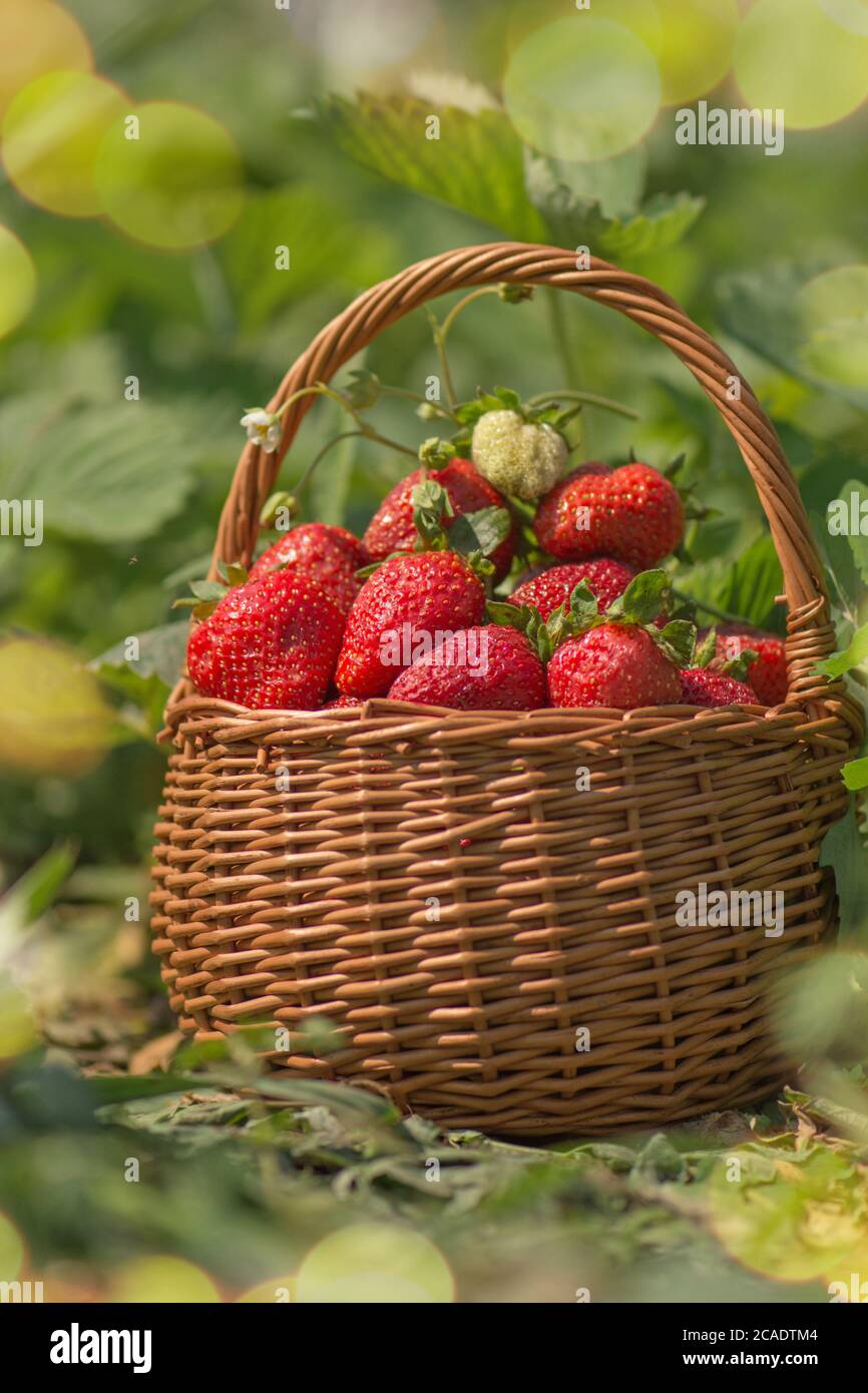 Wild Erdbeere Sommer Essen. Erdbeeren wachsen in einer natürlichen Umgebung. Erdbeere mit Blatt im Garten Stockfoto