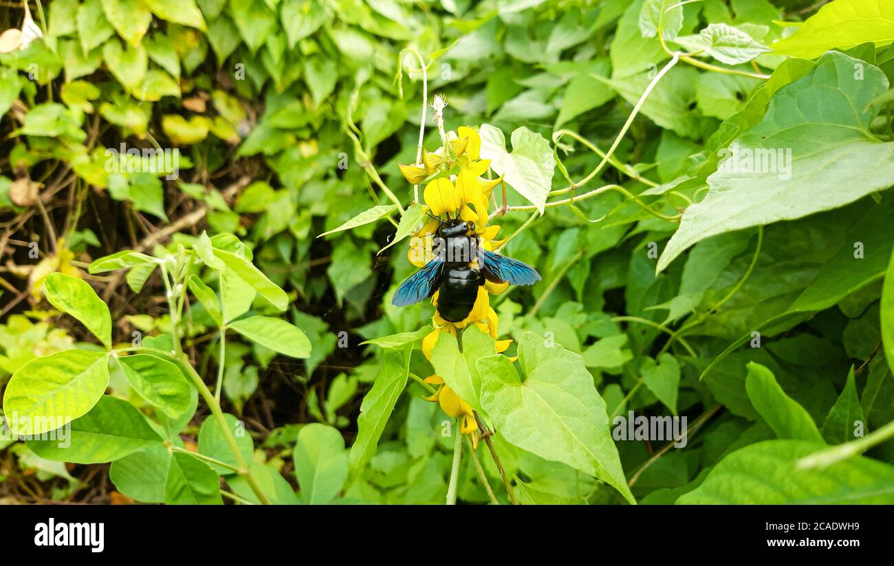 Gefährliche schwarze Bumble Biene auf gelbe Blume. Grüner natürlicher Hintergrund. Gefährliche Insekten in Bangladesch. Stockfoto