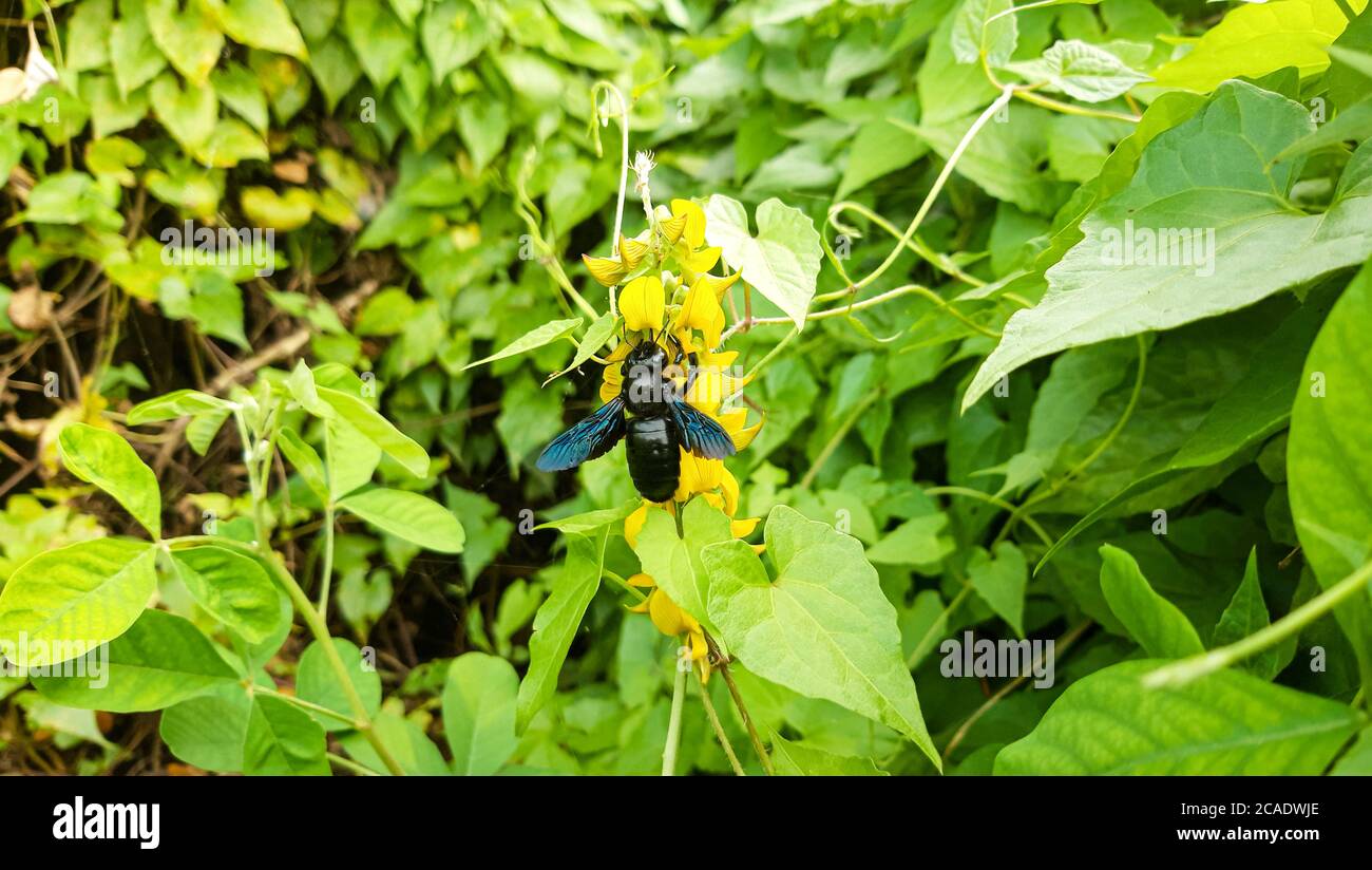 Gefährliche schwarze Bumble Biene auf gelbe Blume. Grüner natürlicher Hintergrund. Gefährliche Insekten in Bangladesch. Stockfoto