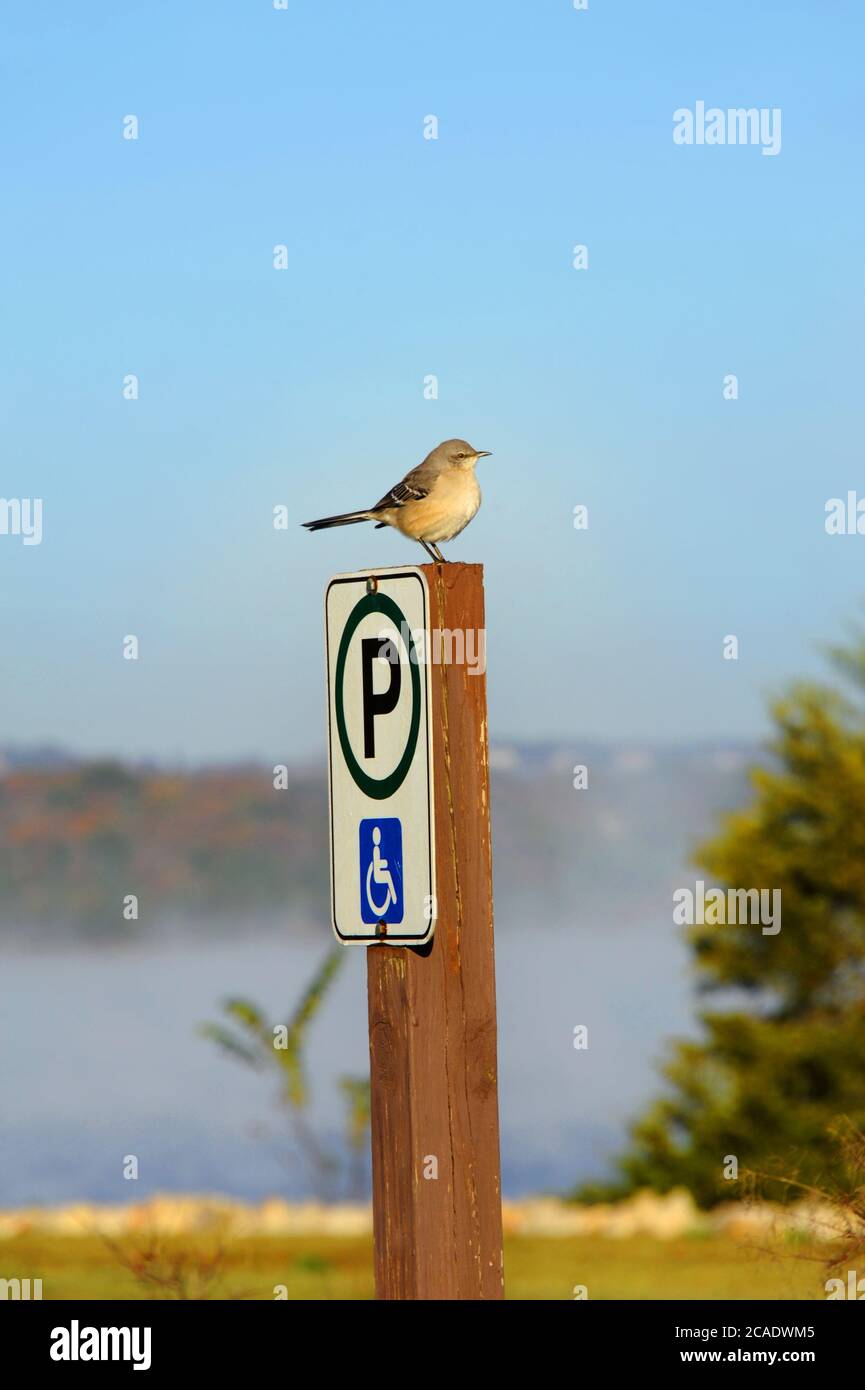 Mockingbird liegt auf einem Behindertenparkschild am Table Rock Lake in Branson, Missouri. Stockfoto