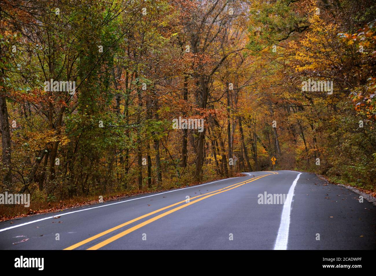 Straßenschild warnt vor kurvenreichen Straßen voraus. Nass und feucht Herbstlaub zieht sich an beiden Seiten der Autobahn durch die Ozark Mountains in Arkansas. Stockfoto