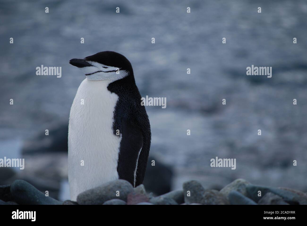 Pinguine leben auf Livingstone Island, Antarktis Stockfoto