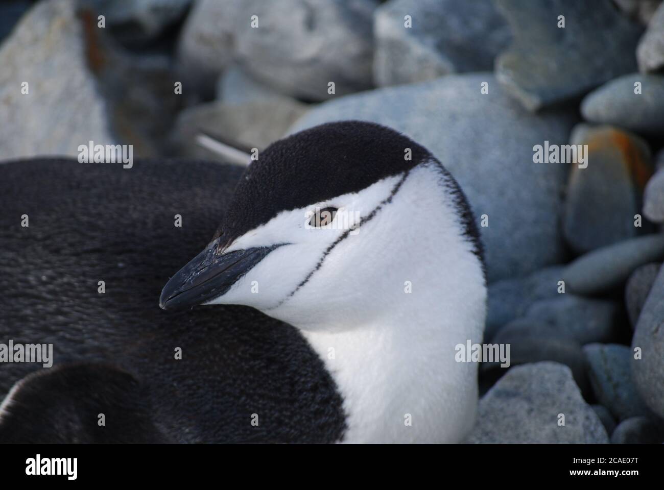 Pinguine leben auf Livingstone Island, Antarktis Stockfoto