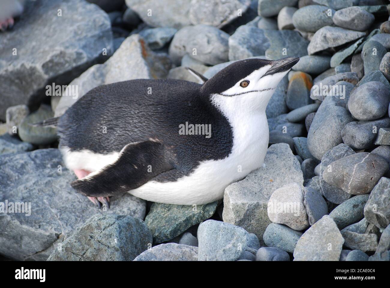 Pinguine leben auf Livingstone Island, Antarktis Stockfoto