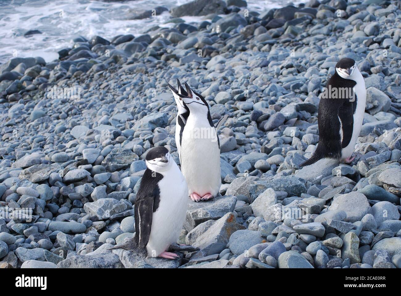 Pinguine leben auf Livingstone Island, Antarktis Stockfoto