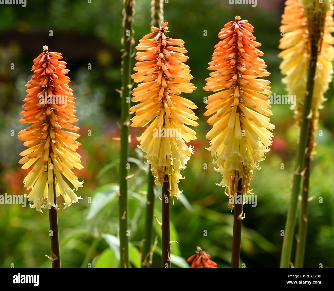 Kniphofia Tawny König Stockfoto