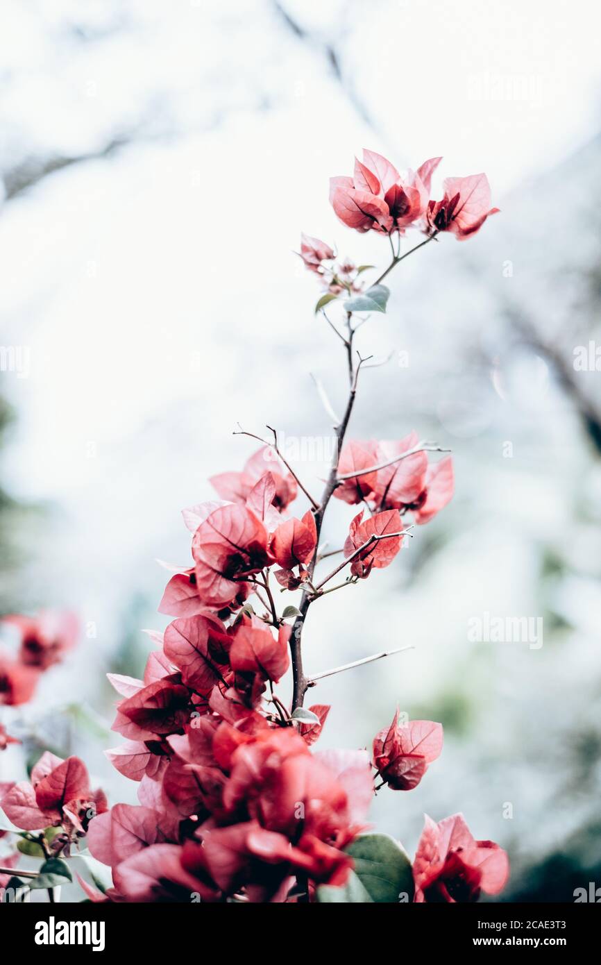 Nahaufnahme von roten Strauchblüten, die wunderschön blühen. Hochformat. Selektiver Fokus. Stockfoto