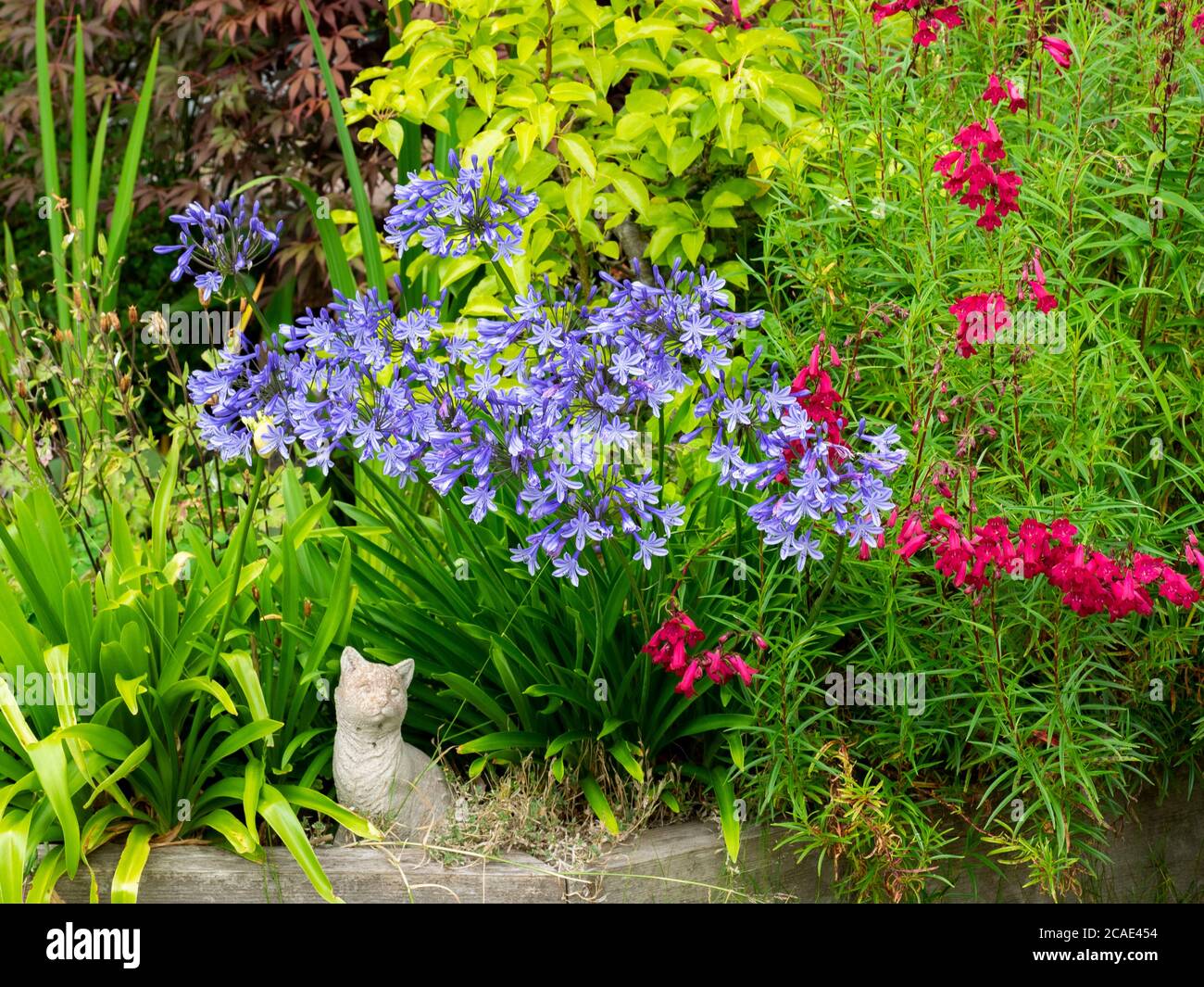 Blumenbeet mit Katzenschmuck, Devon, UK, Juli Stockfoto