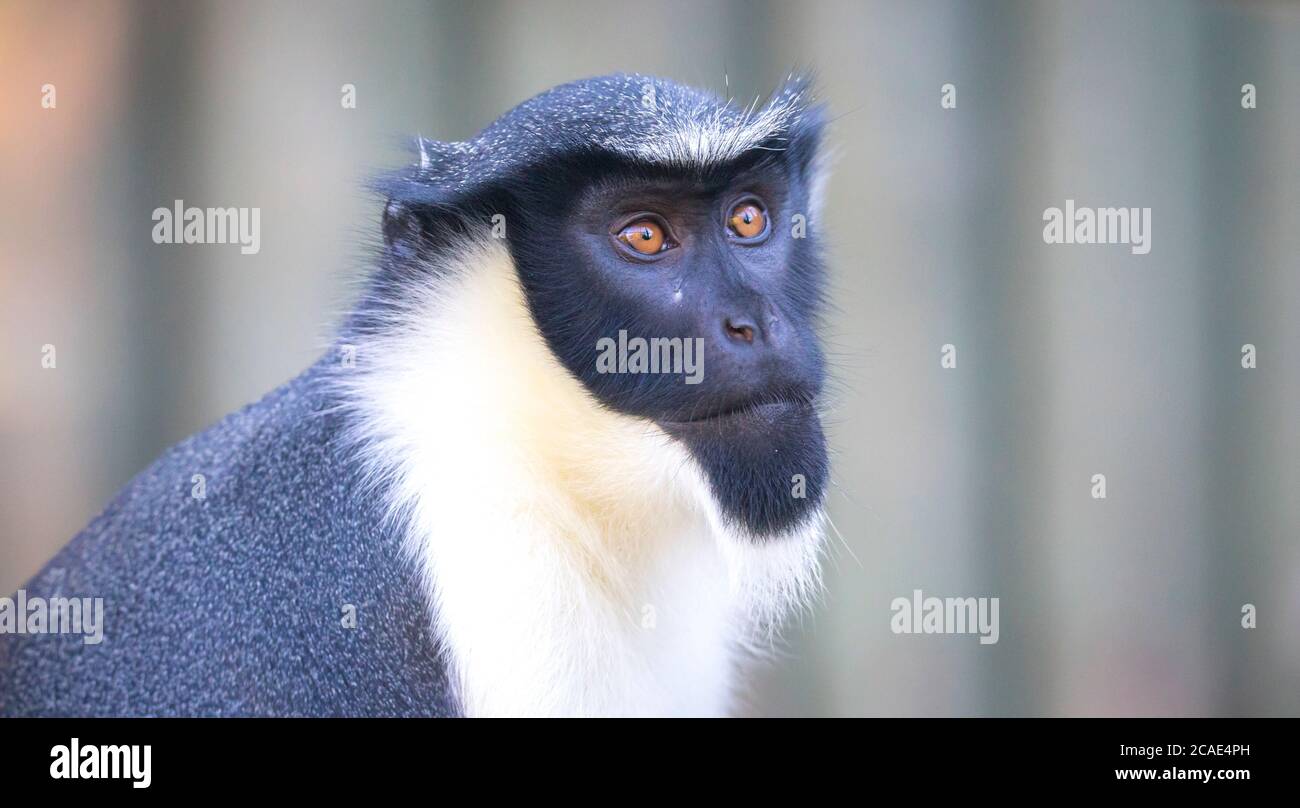 Diana Affe, Cercopithecus diana, ein dunkler Hinterlauf, Schrei, halbmondförmiges Stirnband, Rüsche und Bart. Wildtiere. Hochformat. Stockfoto