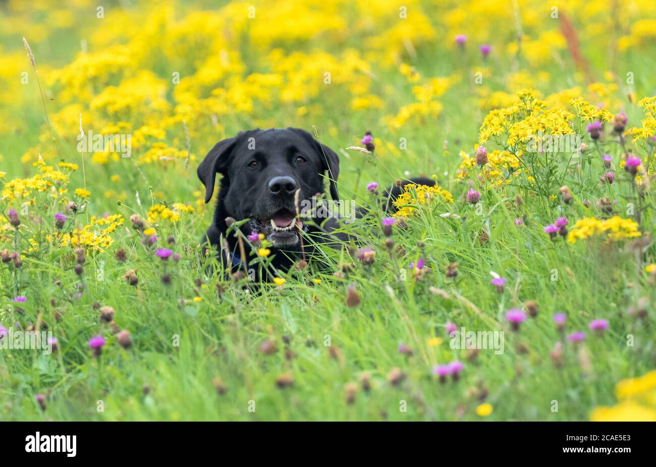 Ein schwarzer labrador Retriever, der sich in einem Feld von Wildblumen, vorwiegend rotem Klee und Ragwürz, niederlegt. Stockfoto