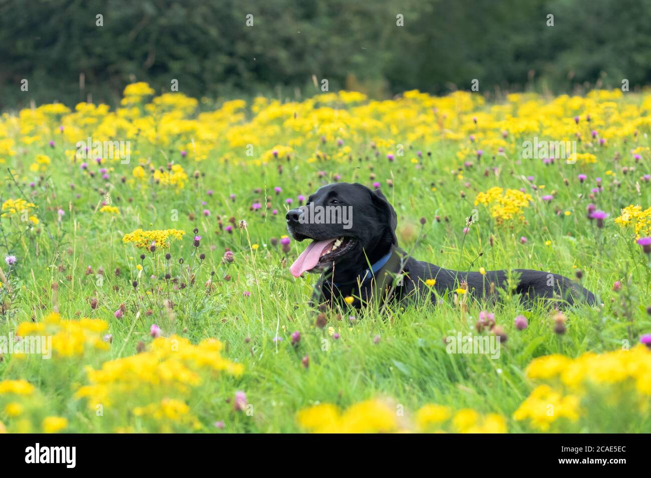 Ein schwarzer labrador Retriever, der sich in einem Feld von Wildblumen, vorwiegend rotem Klee und Ragwürz, niederlegt. Stockfoto