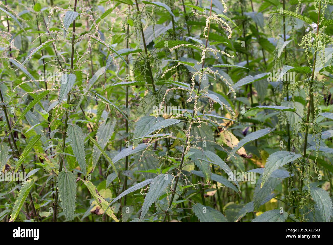 Urtica dioica, gewöhnliche Brennnesselblüten auf Wiese Nahaufnahme selektiver Fokus Stockfoto