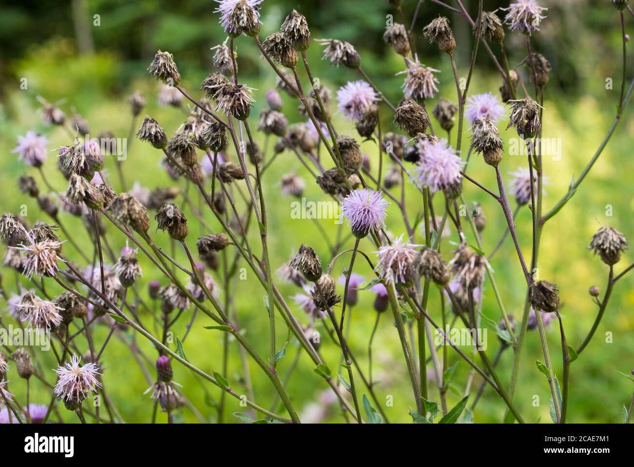 Cirsium arvense, Feld thiestle violette Blüten in Wiese Makro selektiven Fokus Stockfoto
