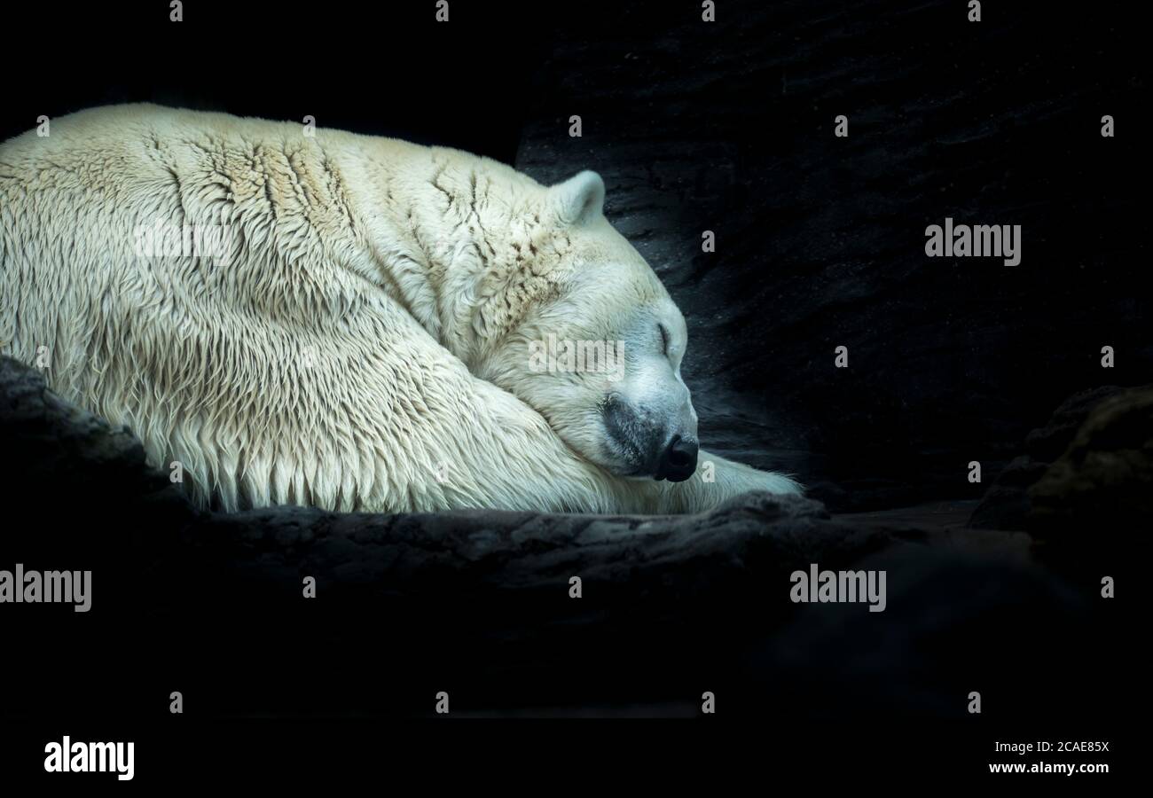 Eisweißer Bär schläft auf Schneegestein. Schlafender Eisbär im weißen Winterzoo. Porträt des friedlichen schläfrigen polaren weißen Bären Ursus Maritimus gewellt U Stockfoto