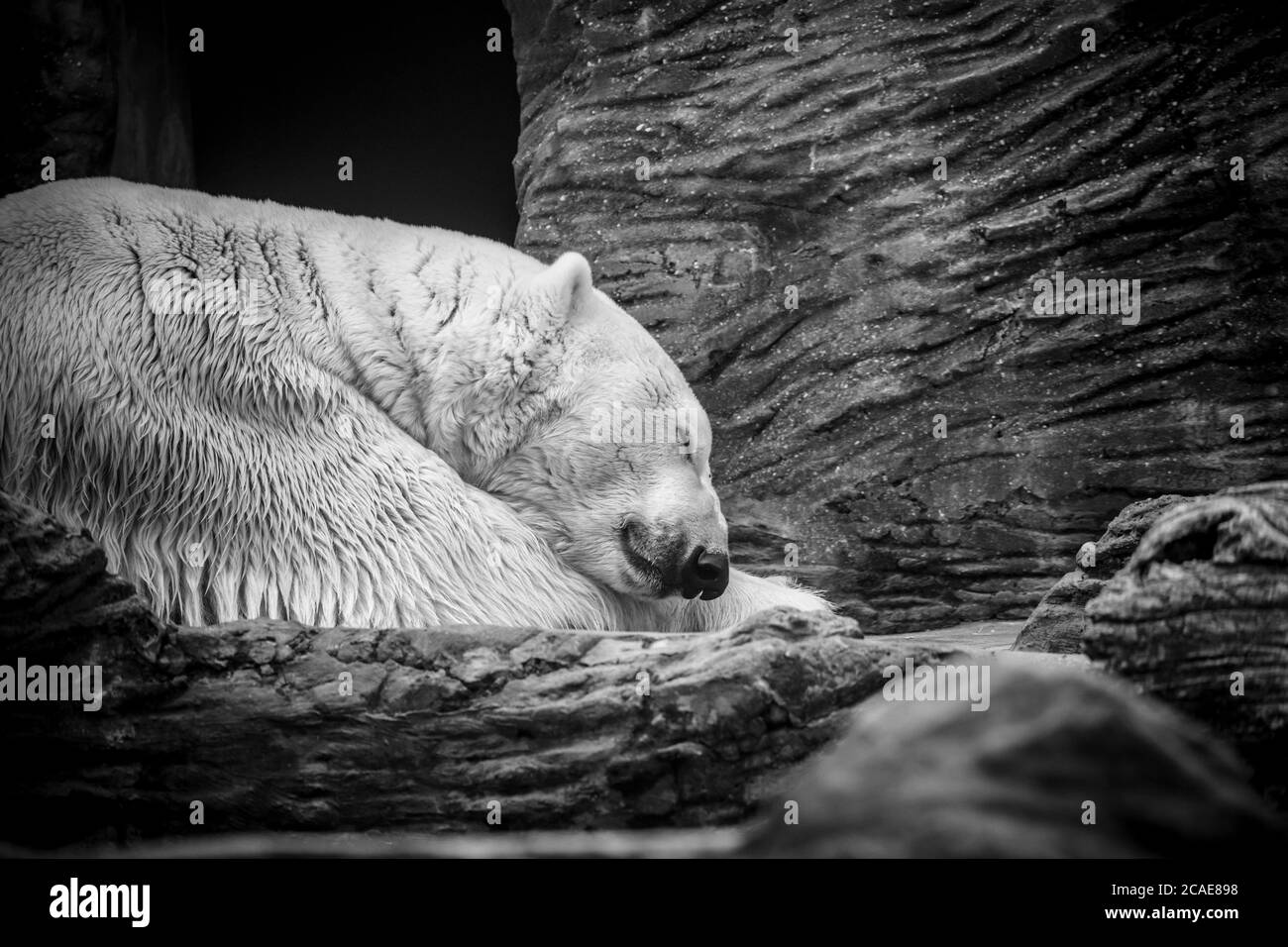 Eisweißer Bär schläft auf Schneegestein. Schlafender Eisbär im weißen Winterzoo. Porträt des friedlichen schläfrigen polaren weißen Bären Ursus Maritimus gewellt U Stockfoto
