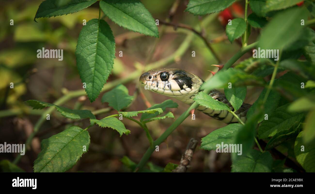Die Grasnatter Natrix natrix, Schlange versteckt sich im Gras und ist auf der Jagd, das beste Foto. Stockfoto