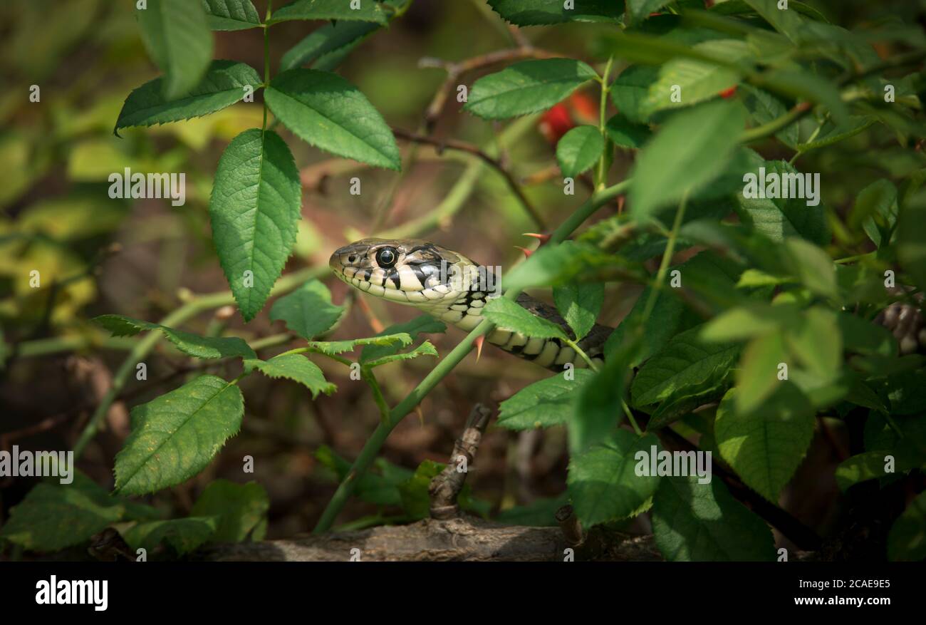 Die Grasnatter Natrix natrix, Schlange versteckt sich im Gras und ist auf der Jagd, das beste Foto. Stockfoto
