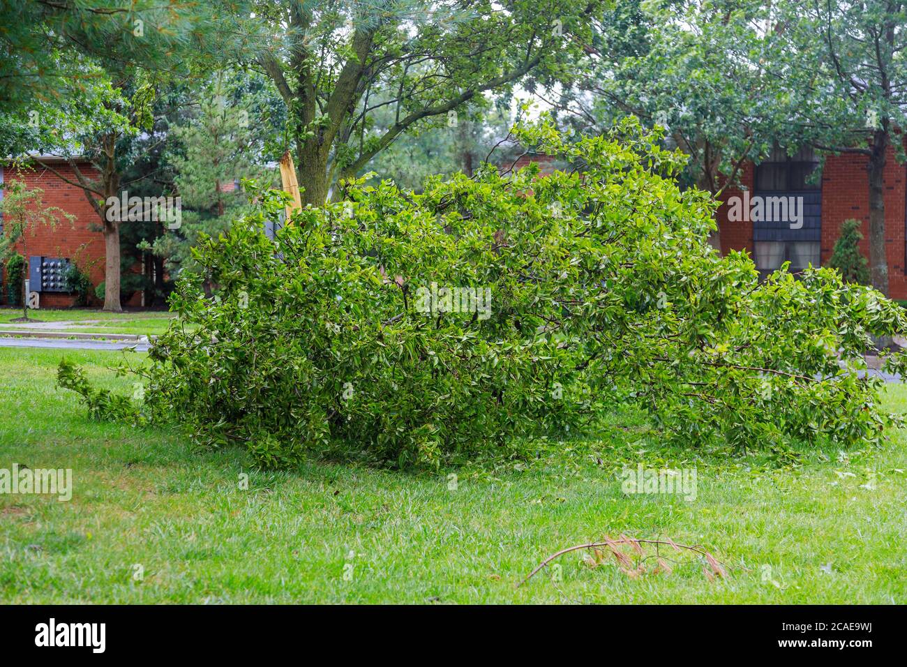 Windfall in gebrochenen Bäumen nach einem unerwarteten Hurrikan Sturm Stockfoto