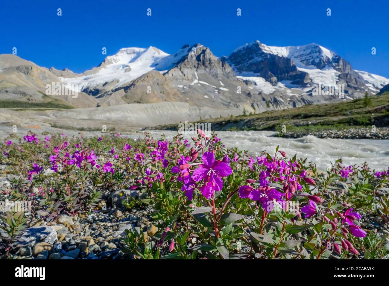 Wunderschöne Blumen am Fluss, neben dem Quellgebiet des Sunwapta River, Columbia Icefield, Jasper National Park, Alberta, Kanada Stockfoto