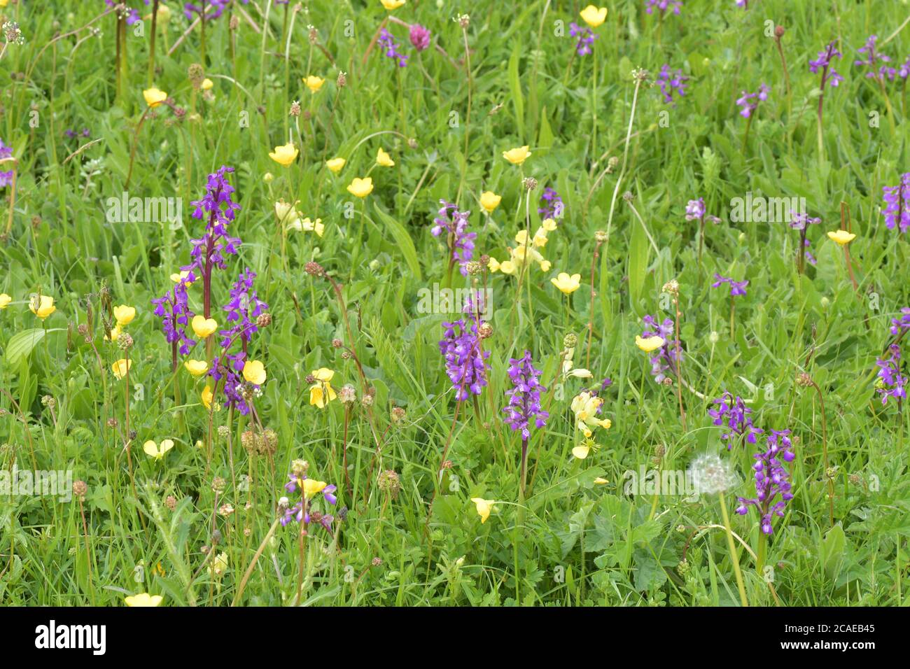 Wildblumenwiese im Frühjahr mit Kuhblumen 'primula varis' und grün-geflügelten Orchideen'orchis morio' in guter Zahl.Diese Wiese in Somerset ist eine seltene s Stockfoto