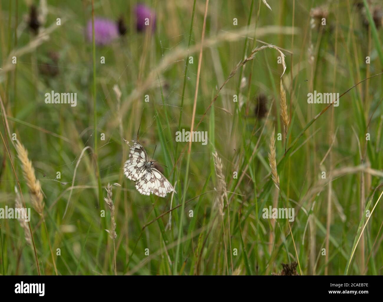 Marmorierte weiße Schmetterling, Melanargia galathea, toter Erwachsener gefangen im Spinnennetz im Feld, Worcestershire, Großbritannien. Stockfoto