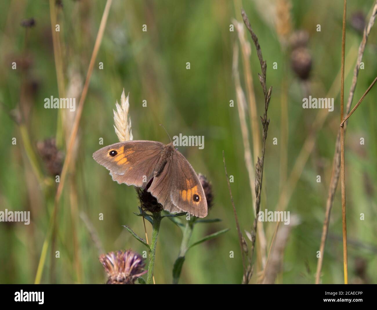 Meadow Brown Butterfly, Maniola jurtina, alleinerziehender Erwachsener, der sich auf Gras auf dem Feld ausruhen kann, Worcestershire, Großbritannien. Stockfoto