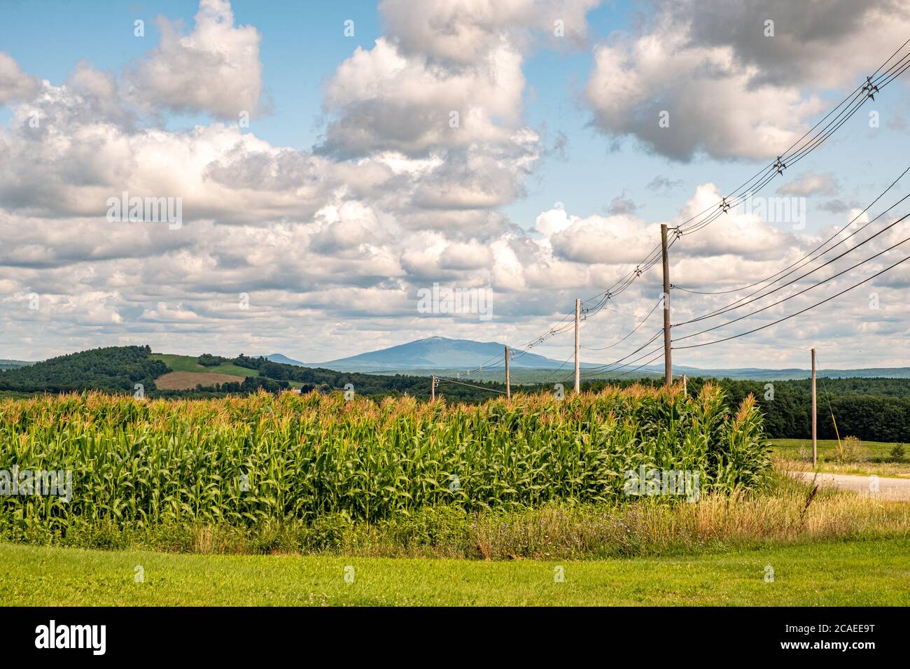 Ein Maisfeld in Templeton, Massachusetts, mit Mt Monadnock in der Ferne. Stockfoto