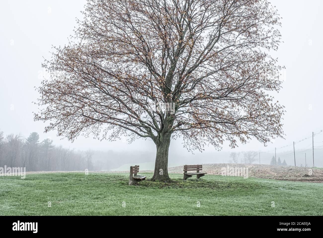 Ein Cimson King Maple Tree an der alten Fernald School in Templeton, Massachusetts Stockfoto