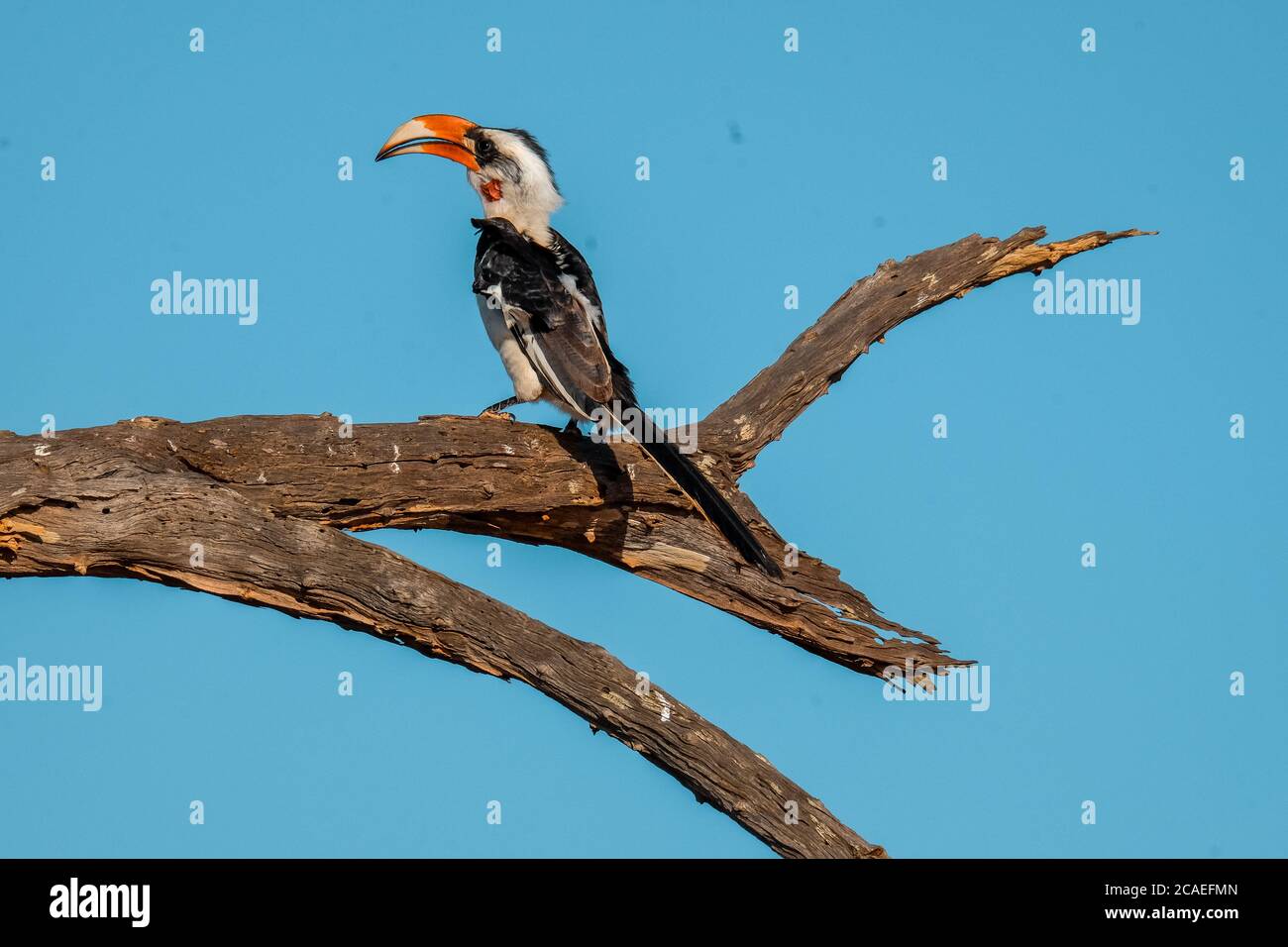 Wilde Tiere auf Safari Stockfoto