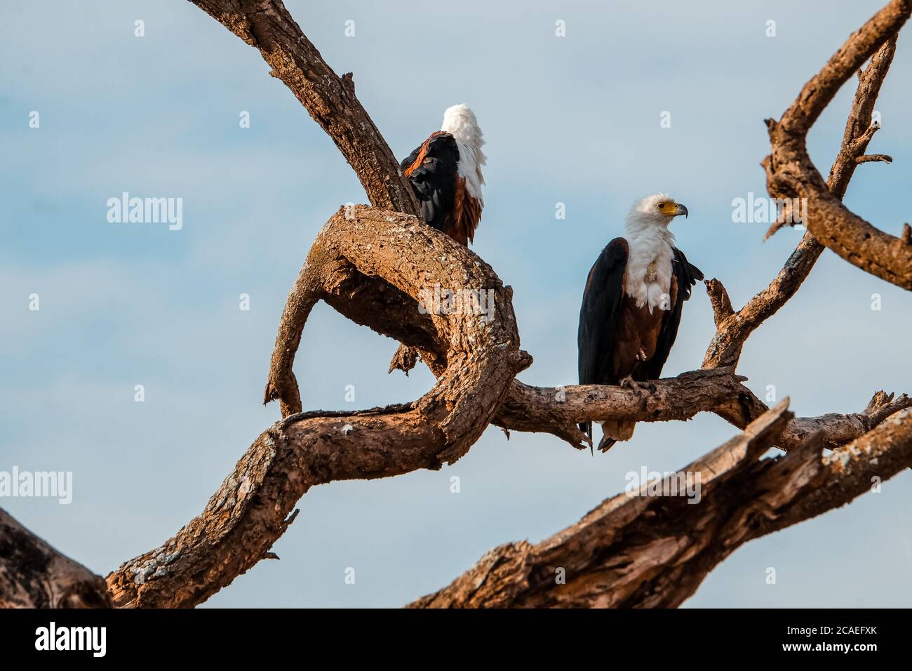 Wilde Tiere auf Safari Stockfoto