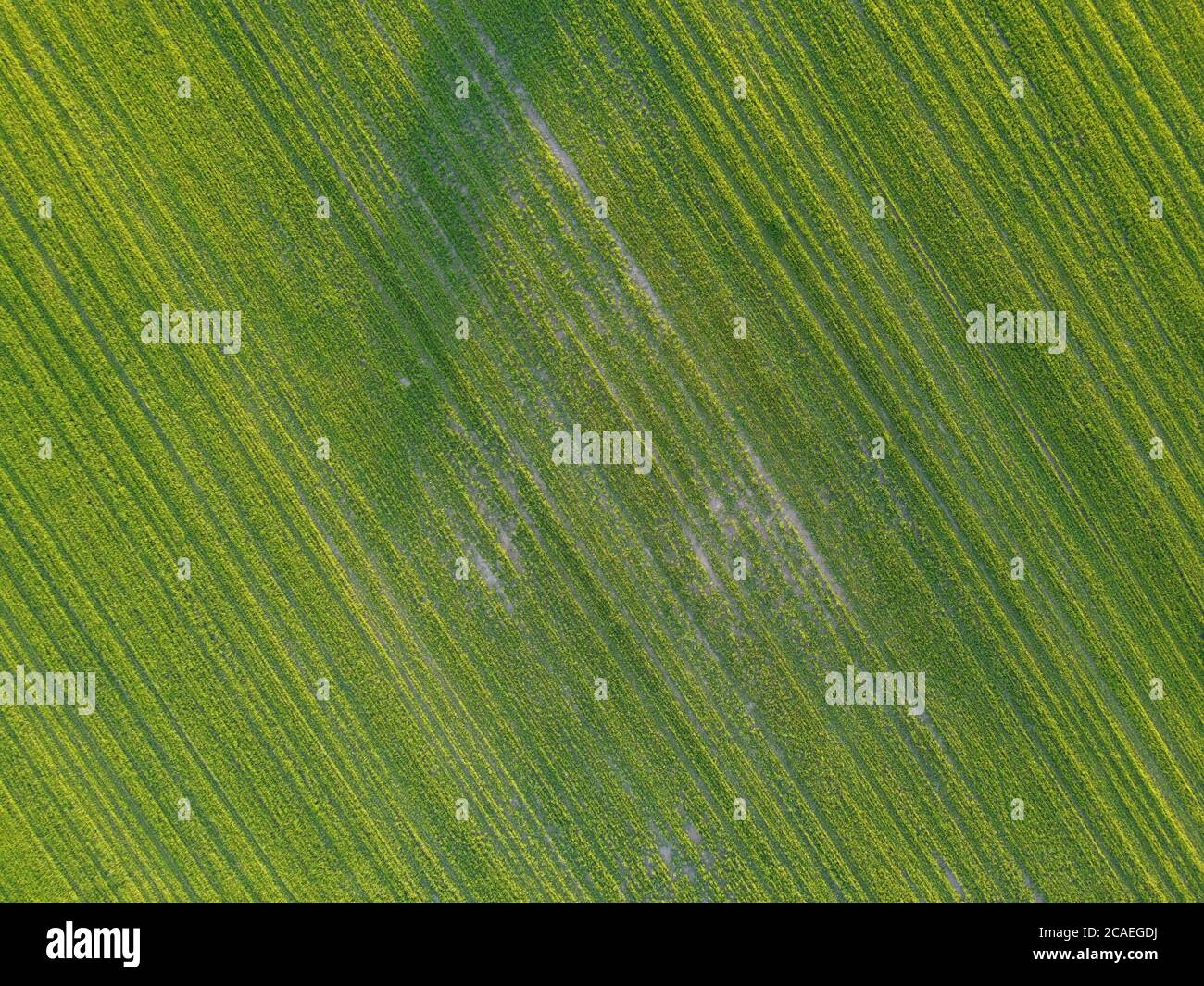 Antenne. Grünes Gras Textur Hintergrund. Draufsicht von der Drohne. Stockfoto