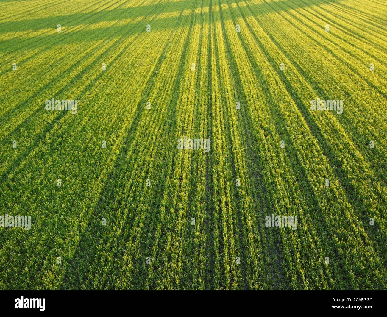 Antenne. Grünes Gras Textur Hintergrund. Draufsicht von der Drohne. Stockfoto