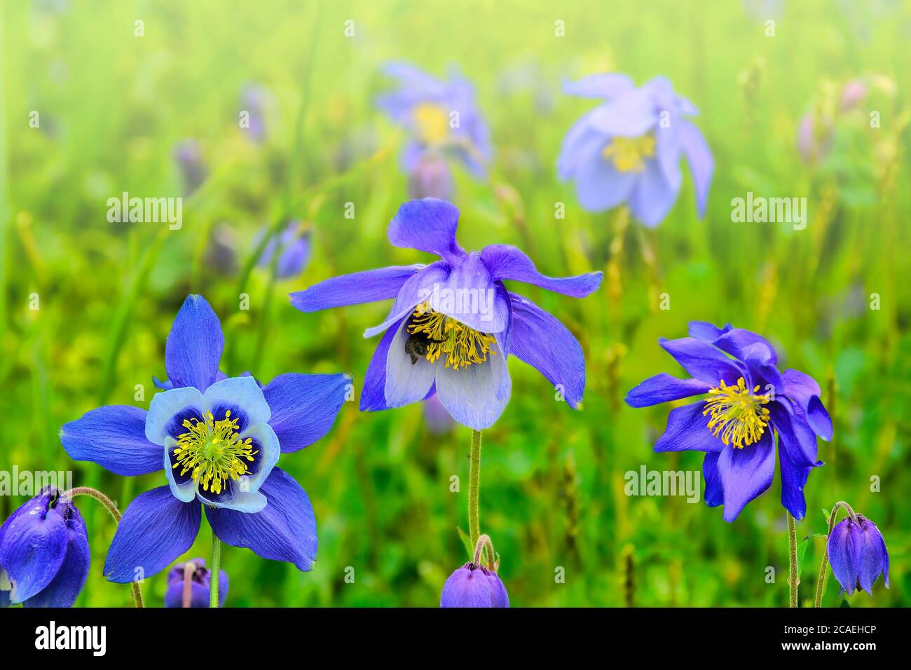 Schönen blauen Wildblumen Aquilegia glandulosa hautnah, in East weadows des Altai Gebirge, Russland wächst. Selektiver Fokus auf Blumen. Schönheit von Stockfoto