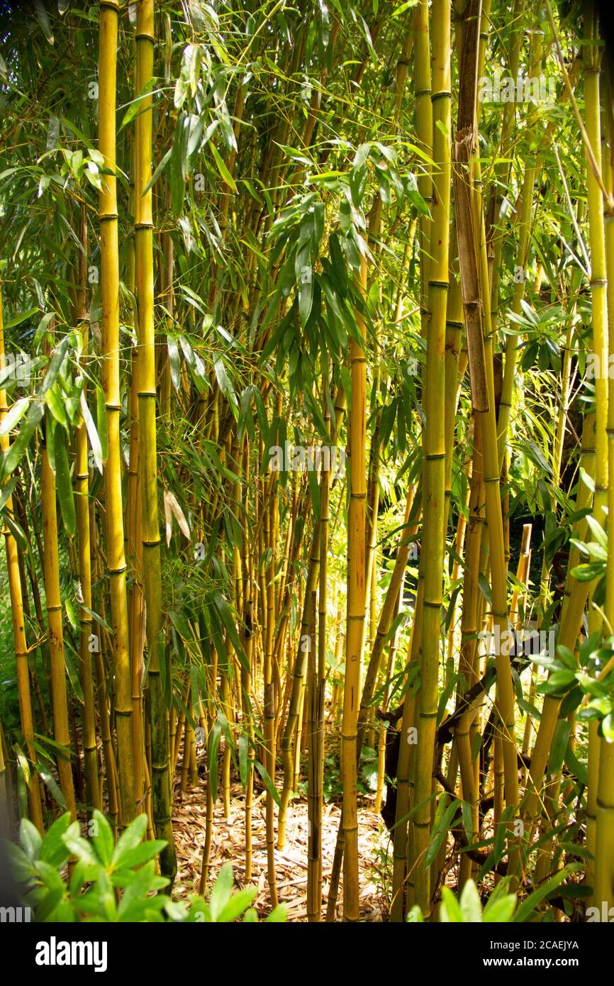 Blick auf einen Bambuswald, Bambusoideae, gehört zur Familie der süßen Gräser, Poaceae Stockfoto