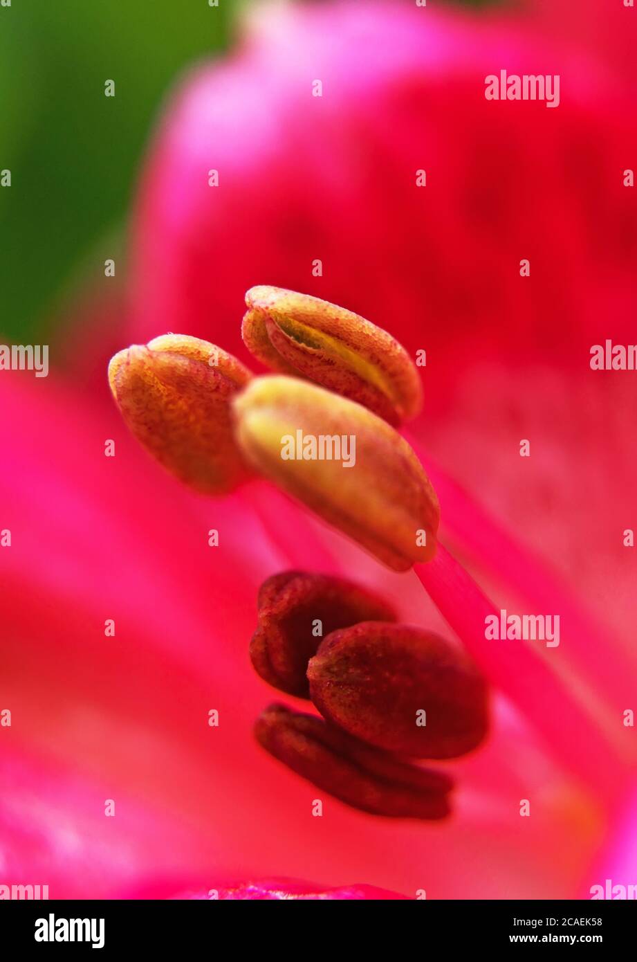 Makroaufnahme eines Pistill einer roten Blume. Stockfoto