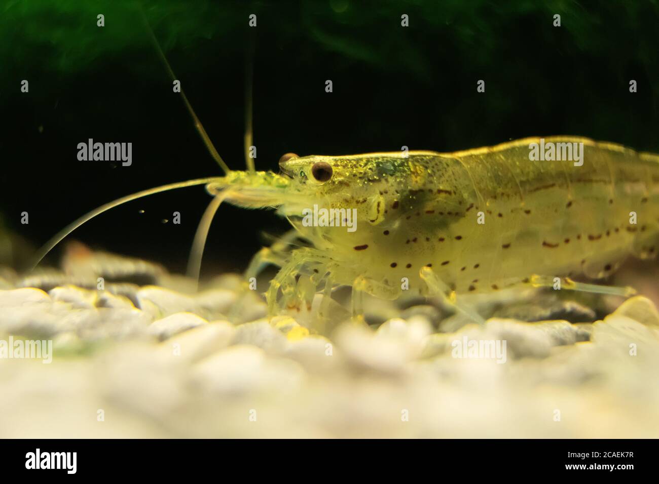 Makro-Aufnahme von Süßwasser Amano Garnelen. Caridina multidentata. Stockfoto