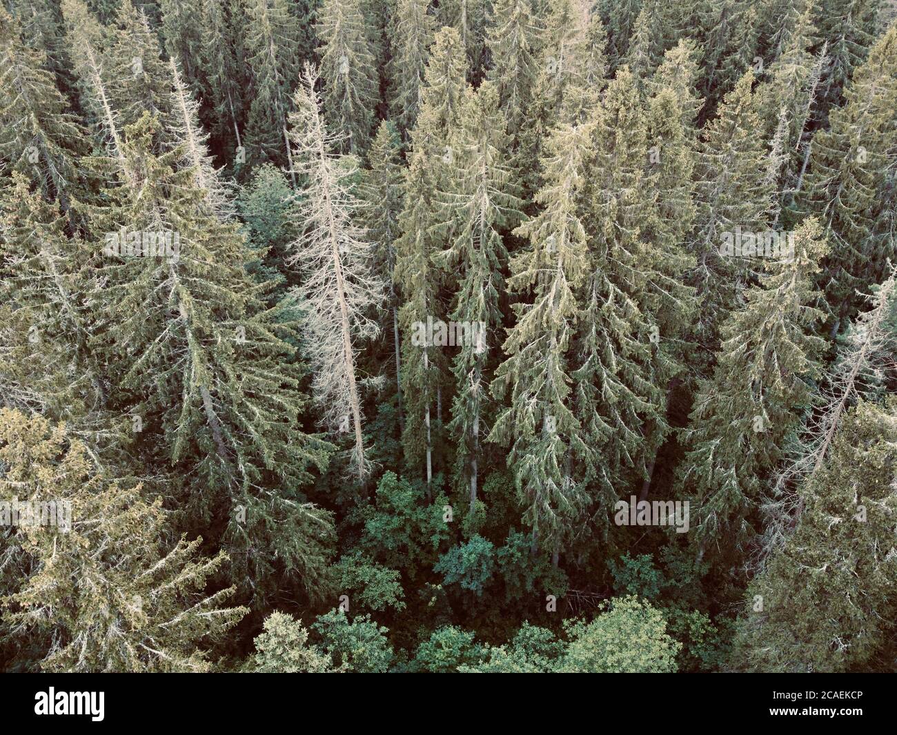 Sommer grünen Wald während des Tages Luftbild Stockfoto