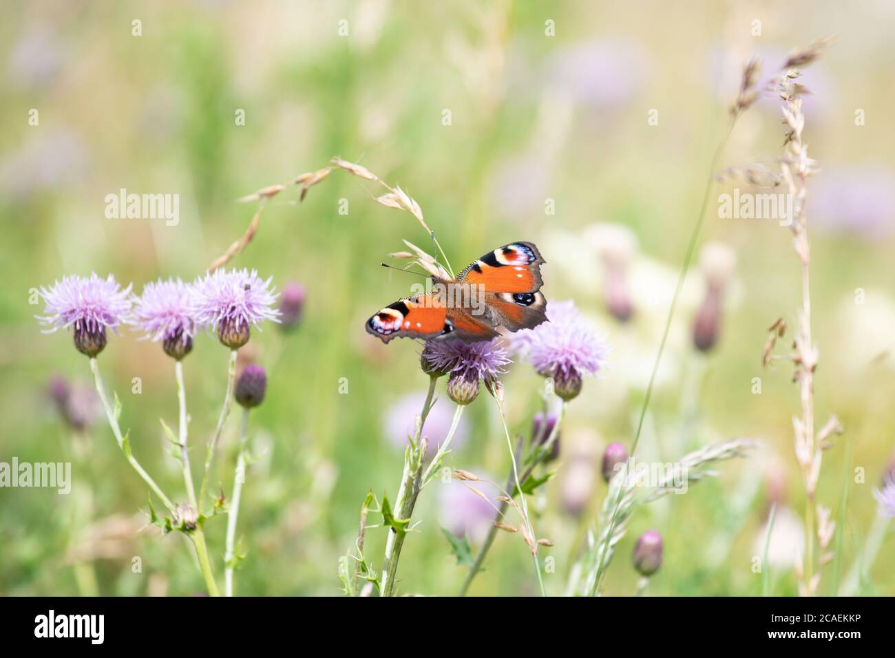 Peacock Butterfly - inachis io - auf der Schottischen Wiese, Schottland, UK Stockfoto