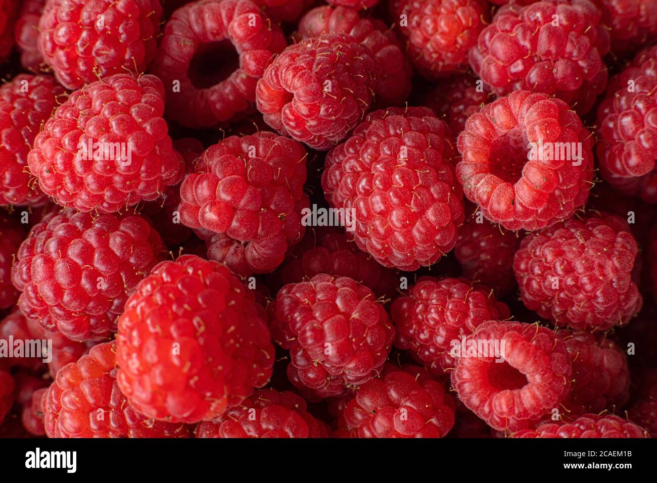 Gepflückt Bio-Himbeeren in Makro. Stockfoto