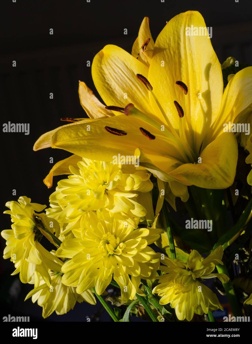Gelben Blüten auf schwarzem Hintergrund Stockfoto