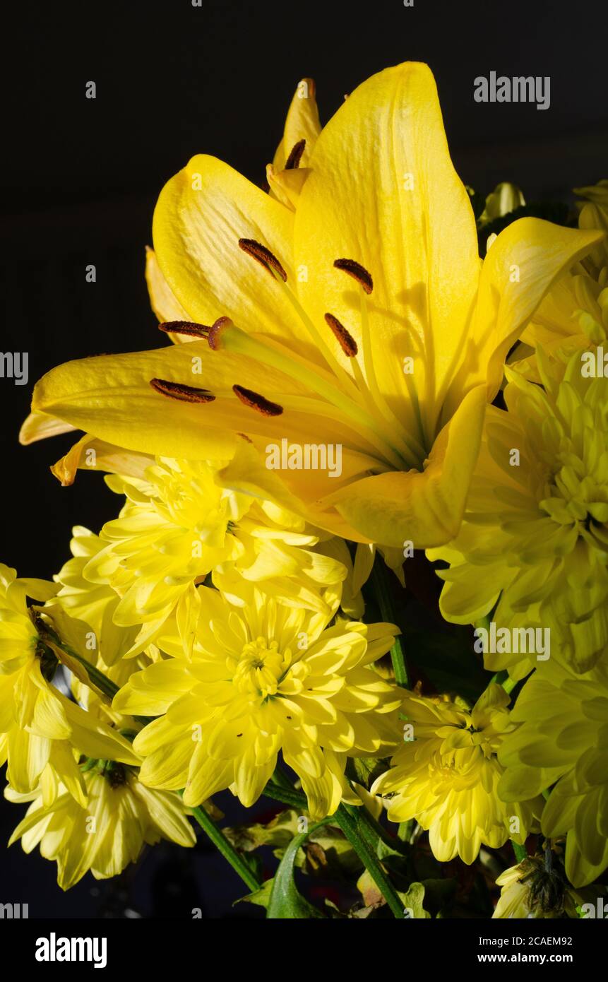 Gelben Blüten auf schwarzem Hintergrund Stockfoto