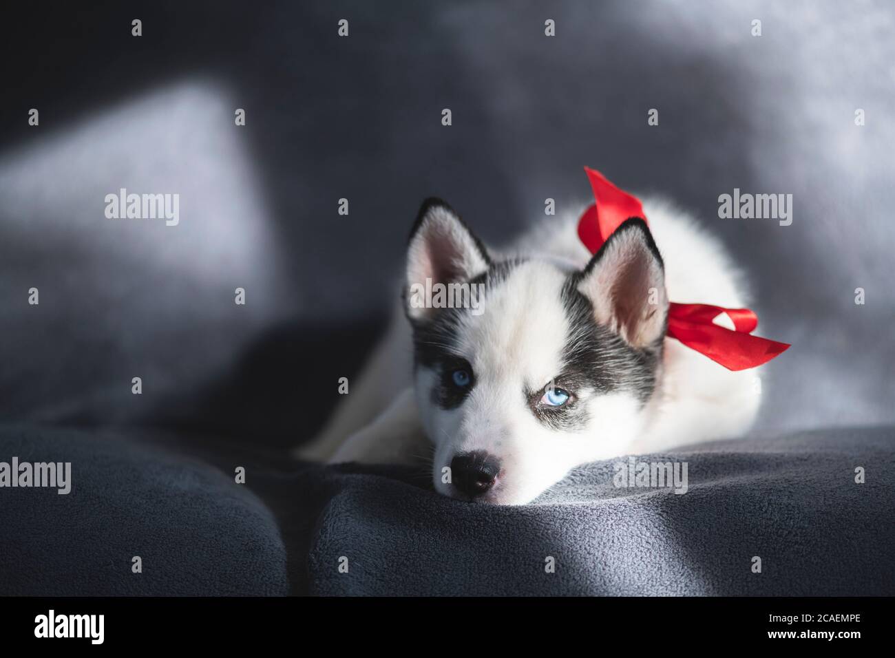 Ein kleiner weißer Hund Welpe Rasse sibirischen Husky mit roten Bogen schlafen auf grauem Teppich. Perfektes Geburtstagsgeschenk für Ihr Kind. Hunde und Tierfotografie Stockfoto