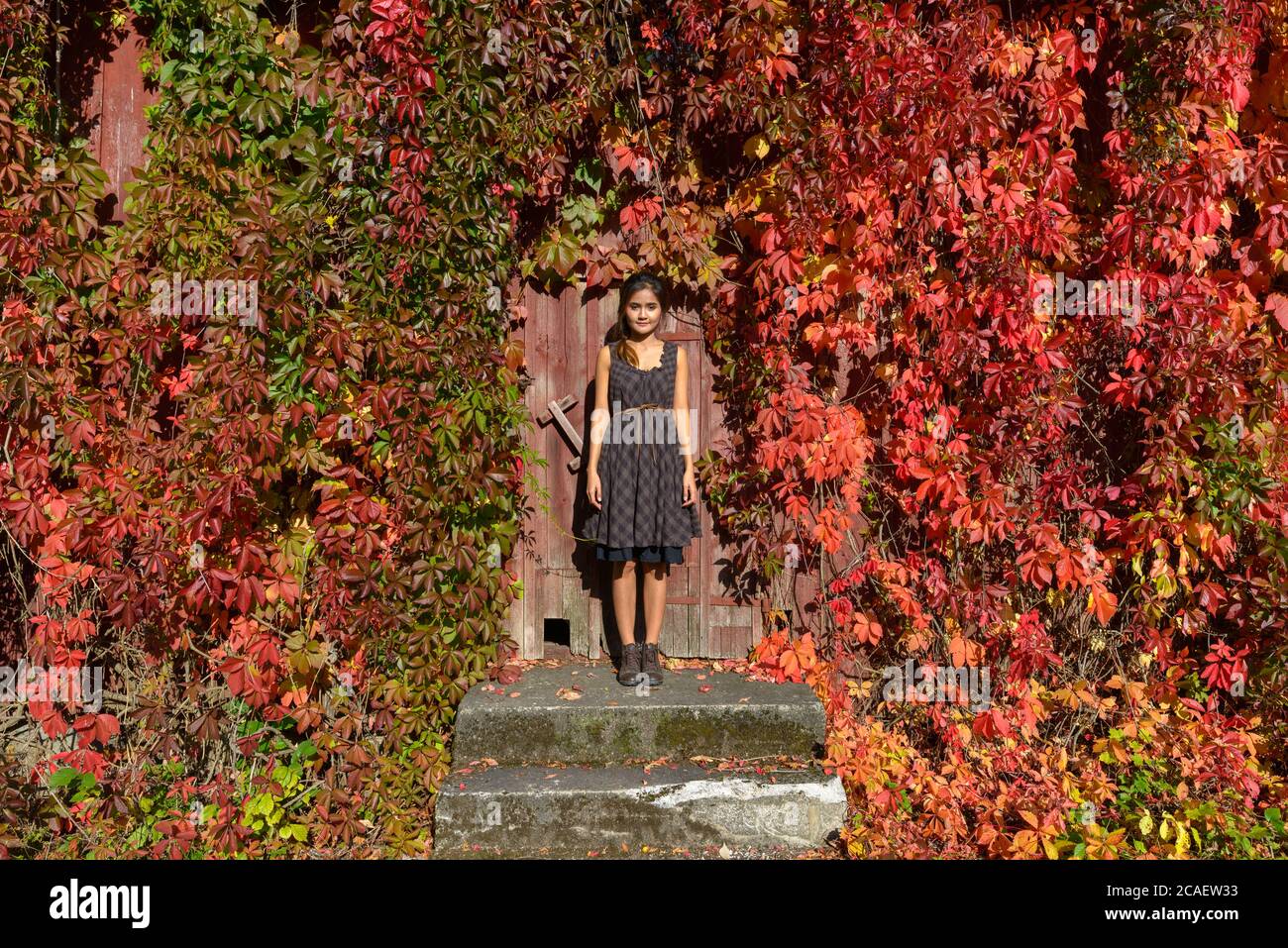 Junge schöne asiatische Frau vor Virginia Kriechpflanzen in Herbstfarben über Holzwand stehend Stockfoto