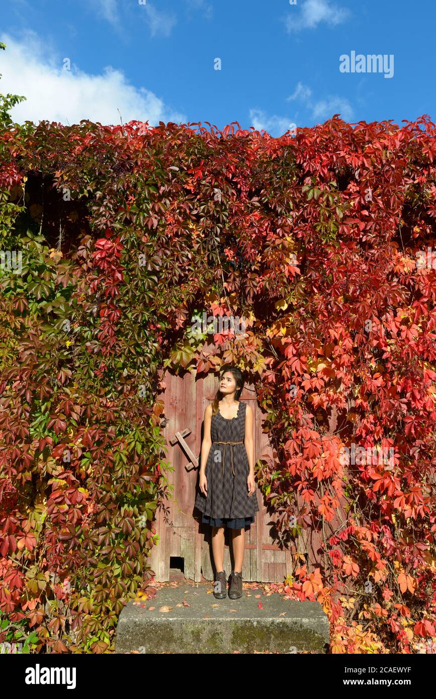 Junge schöne asiatische Frau vor Virginia kriechende Pflanzen in Herbstfarben über Holzwand denken Stockfoto