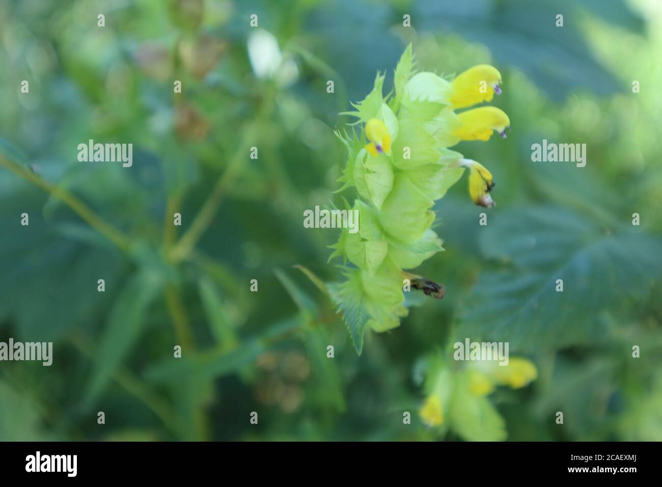 Eine Nahaufnahme der Wildblume der Gelben Rassel auf einer Wiese Stockfoto
